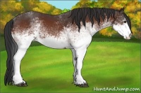 Horse Color:White Spotted Bay 