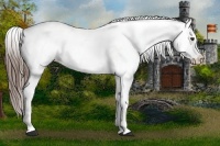 Horse Color:Liver Chestnut Appaloosa