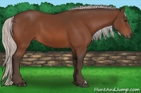 Horse Color:Silver Bay