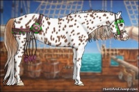 Horse Color:Chestnut Appaloosa