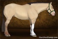 Horse Color:Amber Champagne Dun 