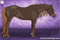 Horse Color:Liver Chestnut