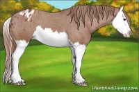 Horse Color:Chestnut Splash Appaloosa