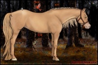 Horse Color:Gold Champagne 