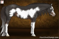 Horse Color:Liver Chestnut Sabino Splash Frame 