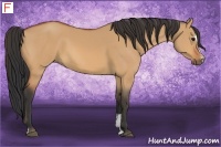 Horse Color:Bay Dun Sabino 