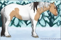 Horse Color:Bay Dun Tobiano