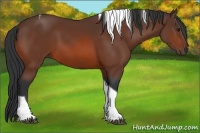 Horse Color:Bay Tobiano Rabicano 