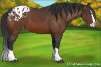 Horse Color:Bay Splash Appaloosa