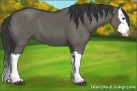 Horse Color:Grullo Splash