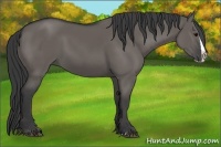 Horse Color:Grullo Splash 