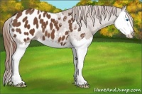 Horse Color:Chestnut Splash Appaloosa 