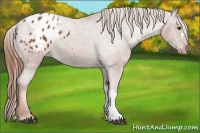 Horse Color:Chestnut Appaloosa