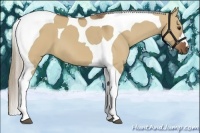 Horse Color:Red Dun Tobiano