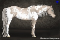 Horse Color:White Spotted Chocolate Palomino Pearl Rabicano