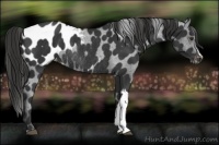 Horse Color:Liver Chestnut Blanket Rabicano 
