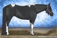 Horse Color:Black Tobiano 