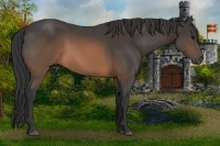 Horse Color:Buckskin Sabino 
