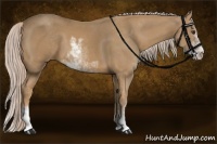 Horse Color:Palomino Sabino