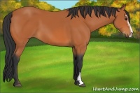 Horse Color:Bay Sabino