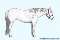 Horse Color:Black Sabino