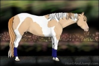Horse Color:Gold Champagne Tobiano