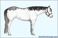 Horse Color:Liver Red Roan Sabino Splash