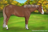 Horse Color:Chestnut Sabino Splash Varnish 
