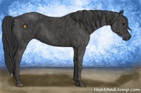 Horse Color:Black  Brindle