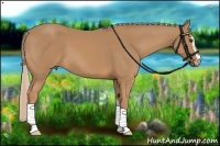 Horse Color:Palomino Sabino 