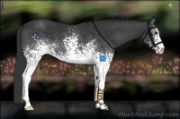 Horse Color:White Spotted Black Sabino