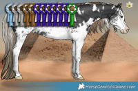 Horse Color:White Spotted Liver Chestnut 