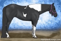 Horse Color:Black Tobiano 