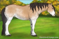 Horse Color:White Spotted Bay Dun 