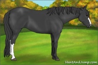 Horse Color:Smoky Black