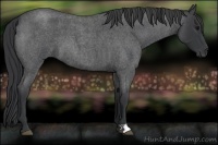 Horse Color:Blue Roan 