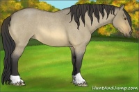 Horse Color:Buckskin Roan Dun 