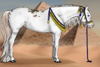 Horse Color:Liver Chestnut Sabino Splash Rabicano 