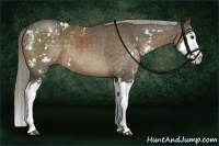 Horse Color:Chocolate Palomino Sabino Splash 
