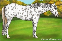Horse Color:Smoky Grullo Roan Appaloosa 