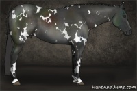 Horse Color:White Spotted Liver Chestnut 