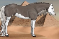 Horse Color:Silver Black Splash 