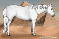 Horse Color:Gray Buckskin Dun Splash Tobiano 