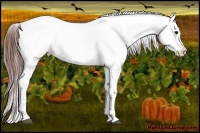 Horse Color:White Spotted Brown Dun Varnish 