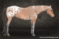 Horse Color:Bay Ice Appaloosa 