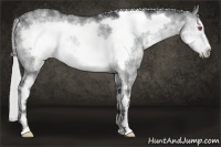Horse Color:White Spotted Silver Buckskin Chinchilla Dun Frame