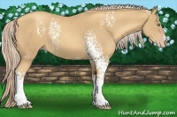 Horse Color:White Spotted Gold Cream Champagne 