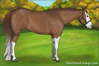 Horse Color:Liver Chestnut Splash