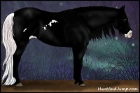 Horse Color:Watercolor Palomino Onyx Sabino Appaloosa 