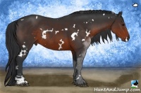 Horse Color:White Spotted Brown Sabino Rabicano